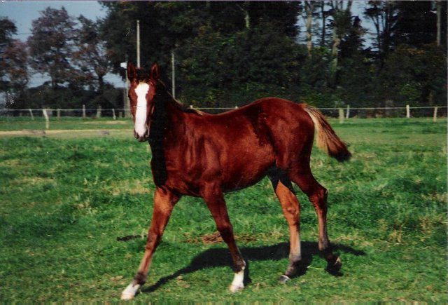 Lisella du loir